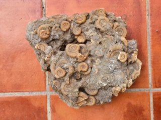 Ammonites Dactylioceras fosil de Schlaifhausen