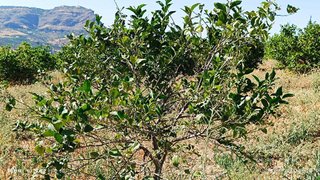 Terreno en venta en Álora