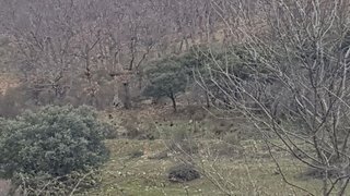 Terreno en venta en Arenas de San Pedro