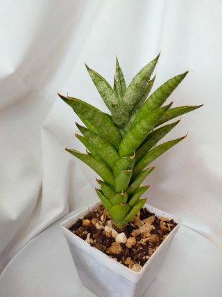 Sansevieria Star Shooter Planta de Colección