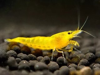 Neocaridine yellow fire + omaggio mangime