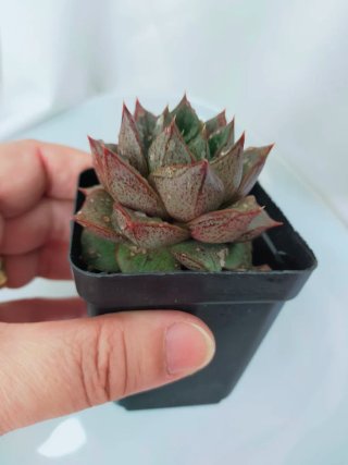 Echeveria Purpusorum Suculenta Rara