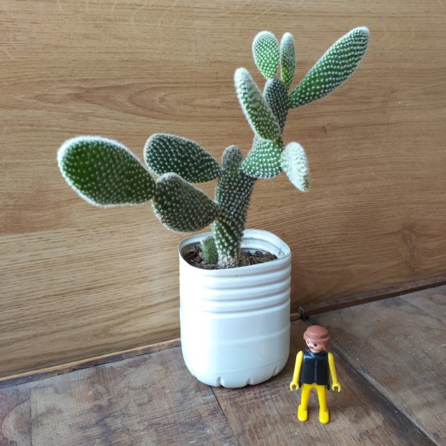 "ALAS DE ÁNGEL" Planta Cactus