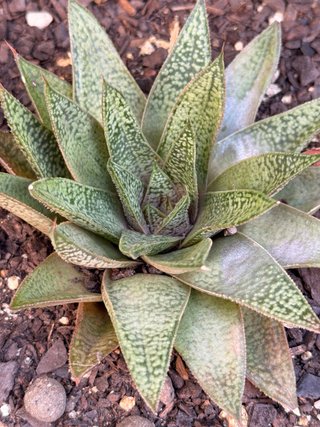 Planta Suculenta Haworthia / Gasteria