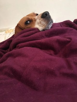 Hotel de perros en casa!