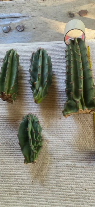 Trío de cactus