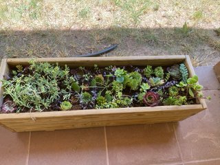 Jardinera madera con suculentas