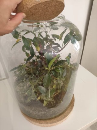 Terrario Grande Ficus y Fittonias