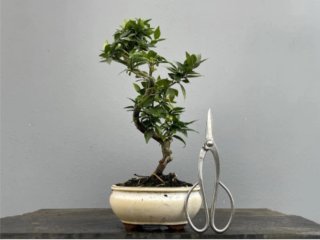 Bonsái Citris Mirtifolia Naranjo