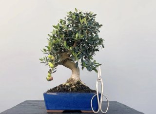 Olivo Bonsái con Frutos