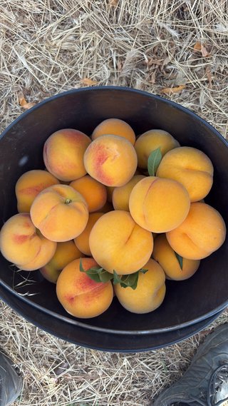 Melocotones de Guadix - Temporada Junio-Octubre