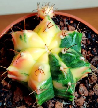 Planta.Gymnocalycium Mihanovichii Variegata.