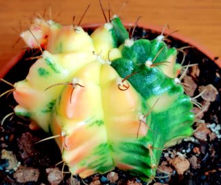 Planta.Gymnocalycium Mihanovichii Variegata.