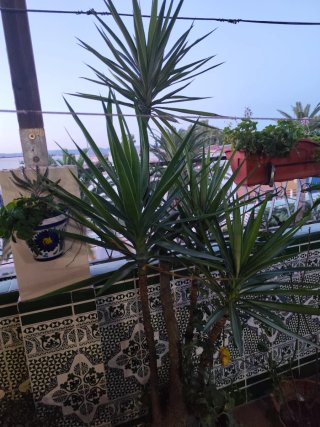 Yucas / Ballonetas españolas para jardín