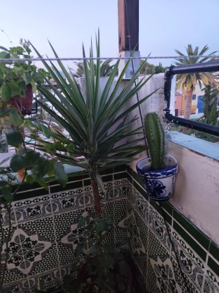 Yucas / Ballonetas españolas para jardín