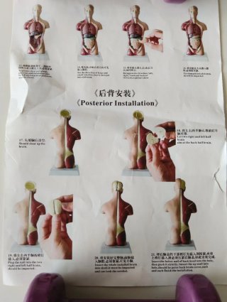 Busto anatomía humana