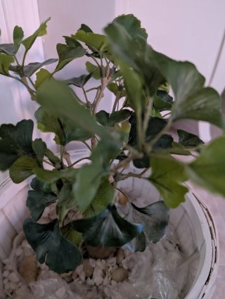 Maceta decorativa con árbol pequeño