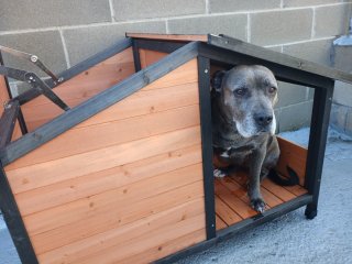 Caseta para perros Rocky