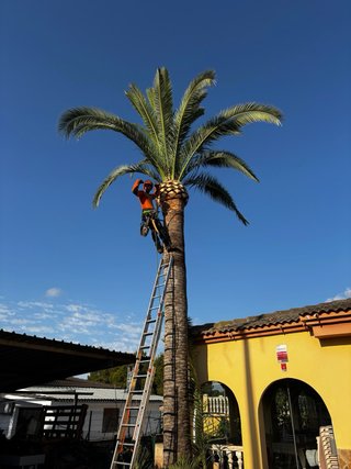 Desbroces, podas, talas , perfilados y jardineria