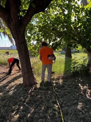 Desbroces, podas, talas , perfilados y jardineria