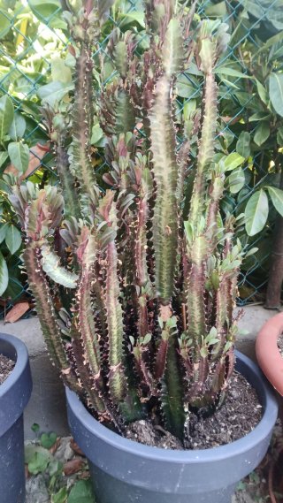 Piantina di Euphorbia Rubra