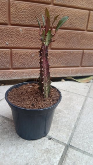 Piantina di Euphorbia Rubra