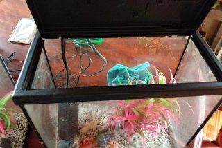 Confezione da 2 acquari Aquatlantis completi