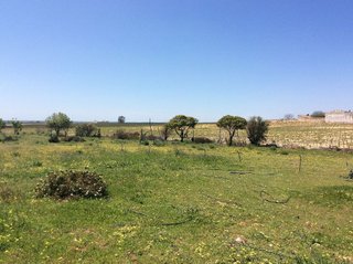 Terreno en venta en Almonte en Almonte
