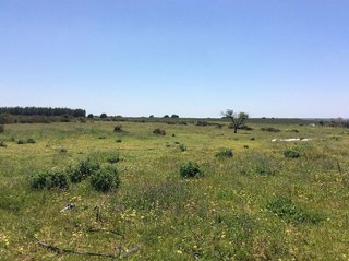 Terreno en venta en Almonte en Almonte