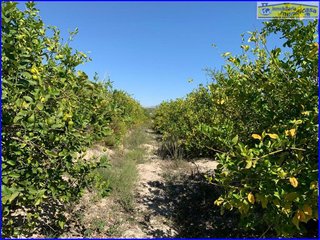 Terreno en venta en Abanilla