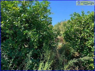 Terreno en venta en Abanilla