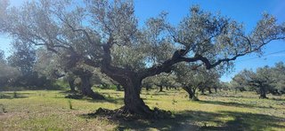 Terreno en venta en Roquetes