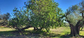 Terreno en venta en Roquetes