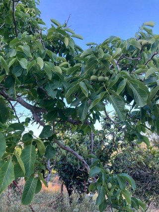 Terreno en venta en Vejer de la Frontera