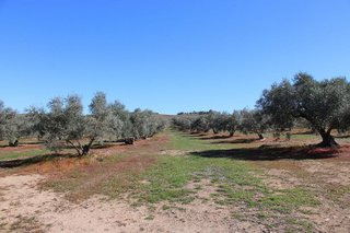 Chalet en venta en Arriate
