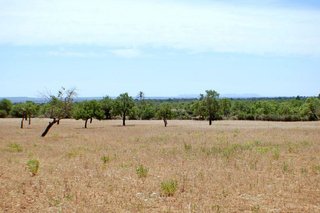 Terreno en venta en Porreres