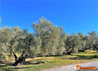 Terreno en venta en Villanueva del Trabuco