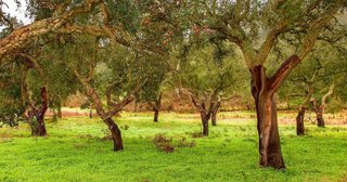 Solar en venta en Sotogrande Alto en San Roque