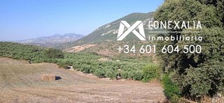 Casa rural en venta en Algodonales