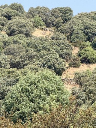 Terreno en alquiler en Pedrezuela