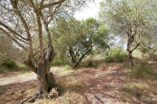 Terreno en venta en Manacor Centro en Manacor