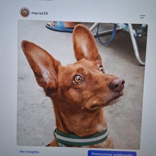 Dibujo a tu mascota (1/4 plazas)