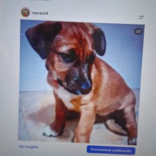 Dibujo a tu mascota (1/4 plazas)