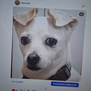Dibujo a tu mascota (1/4 plazas)