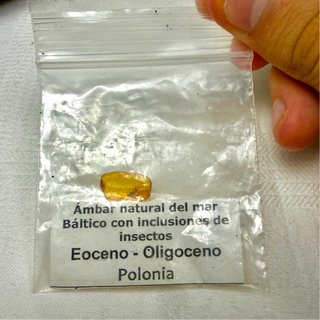 Ámbar Báltico Natural con Insecto