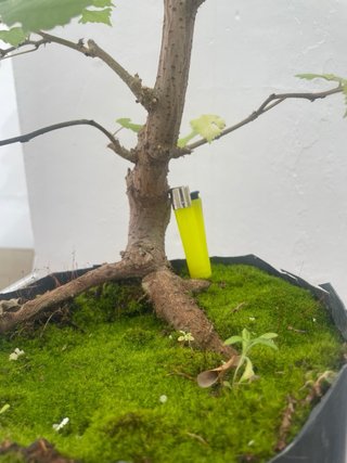 Bonsái Broussonetia papyrifera