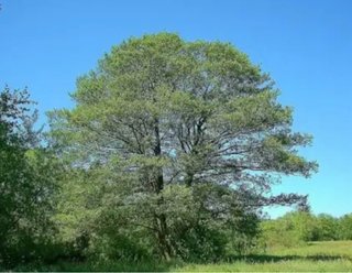 Leña y madera de árboles