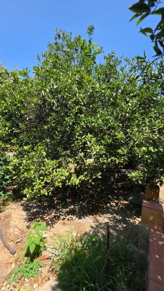 Naranjos y olivos con buena producción