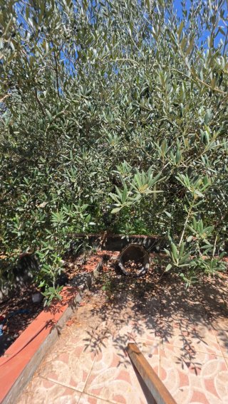 Naranjos y olivos con buena producción