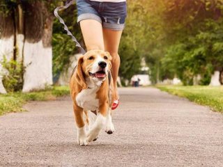 Pasear perros en Sabadell y Terrassa